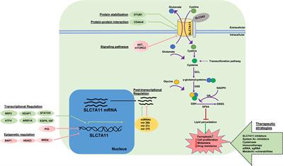 The Role of Cystine/Glutamate Antiporter SLC7A11/xCT in the Pathophysiology of Cancer